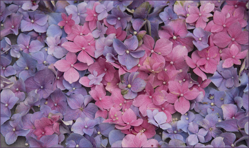 以五个花瓣图片