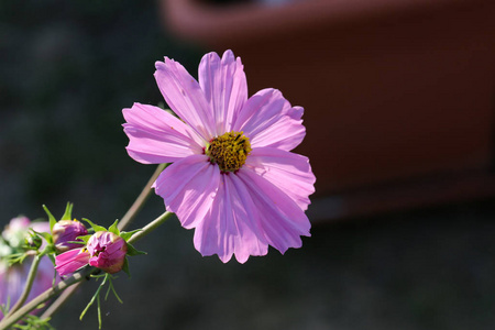 美容美丽的花园花