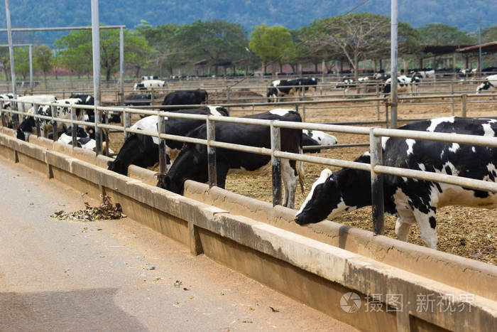 农场里的奶牛和奶牛群在奶牛场的牛棚里吃干草