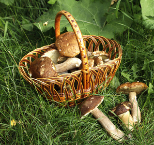 美丽的森林白蘑菇收集在一个绿色背景的篮子里。 微型股票照片