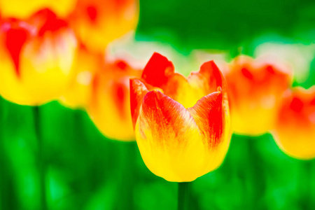 红色黄色郁金香花图片-红色黄色郁金香花素材-红色黄色郁金香花插画