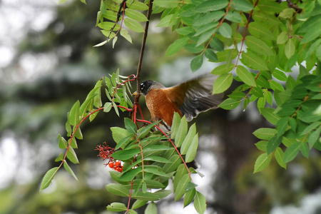 一个五颜六色的年轻知更鸟吃成熟的罗湾浆果的图像。