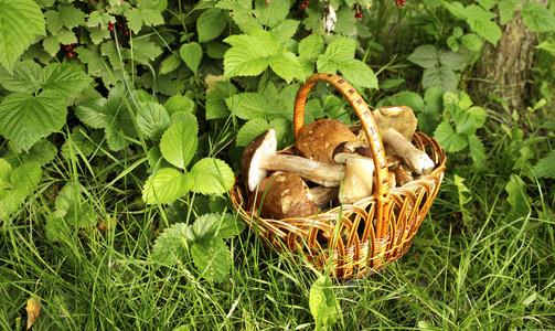 美丽的森林白蘑菇收集在一个绿色背景的篮子里。 微型股票照片