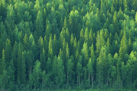 俄罗斯泰加针叶林鸟瞰图照片