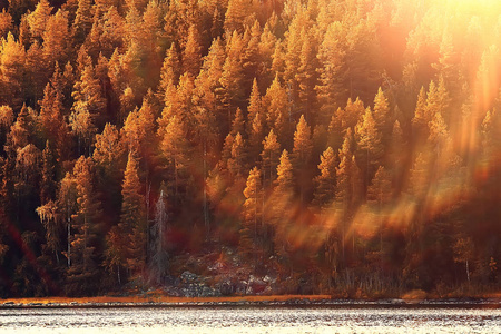 美丽的秋天森林景观。 公园里的黄色森林树木和树叶十月的景观