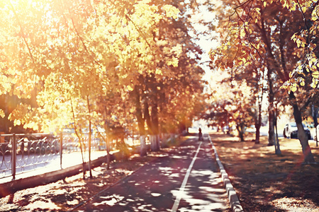 十月景观秋天在公园黄色十月树巷在秋天景观