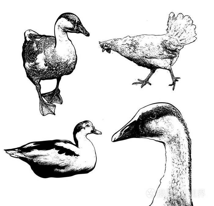 家禽隔离手绘插图的矢量集鹅鸭鸡素描集卡片海报横幅打印模板为t恤