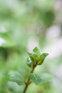 背景模糊的雨滴薄荷叶植物