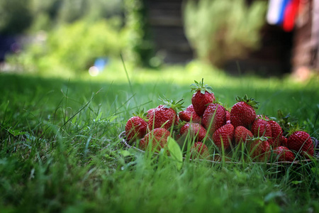 草莓上柳条包户外