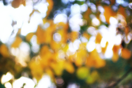 秋天的叶子背景黄色的叶子在秋天公园的树枝上有落叶。 模糊的背景概念秋季。 印度夏季。 覆盖着橙色叶子的树枝。