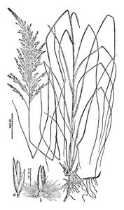 维吉尼亚和棕榈都是Arum家族的植物。 叶子只生长在植物复古线绘图或雕刻插图的底部。