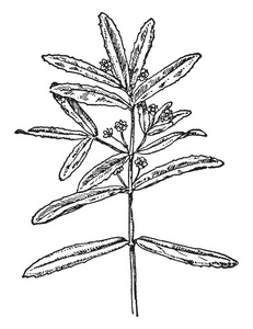 榉树插画-榉树手绘-榉树卡通图-摄图新视界