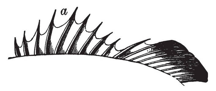 骨鱼鳍上的十根刺,给棘鱼的名字,复古的线条画或雕刻插图.照片