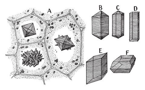 html图片不显示这张图片显示紫荆花不寻常的茎生长,复古线绘图或雕刻