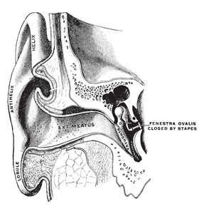 这个插图代表耳朵显示耳道和鼓鼓复古线绘图或雕刻插图。