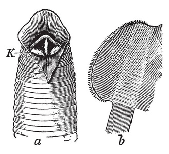 医用水蛭显示三个下巴和一个下巴与细齿自由边缘复古线绘图或雕刻插图