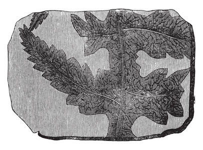 一种图片，显示泡蕨的分支，这是一种有特色的蕨类植物的复古线绘图或雕刻插图。