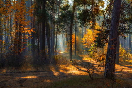 在秋天的森林里散步。 早上好。 阳光。 太阳射线。