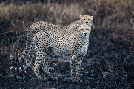 非洲热带草原上的猎豹。 坦桑尼亚塞伦盖蒂国家公园萨凡纳的狩猎。 靠近肯尼亚马赛马拉。 由于丛林大火烧毁了热带草原景观。 非洲。