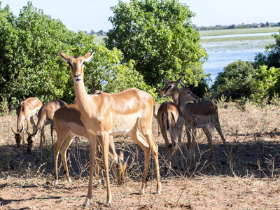 博茨瓦纳Chobe国家公园ImpalaAepycerosMelampus