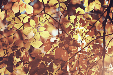 秋天的叶子背景黄色的叶子在秋天公园的树枝上有落叶。模糊的背景概念秋季。印度夏季。覆盖着橙色叶子的树枝。