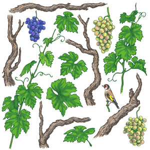 葡萄和葡萄藤图片