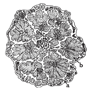 路易斯约瑟夫帕皮诺，17891871年，他是加拿大演说家和，是老式线条画或雕刻插图