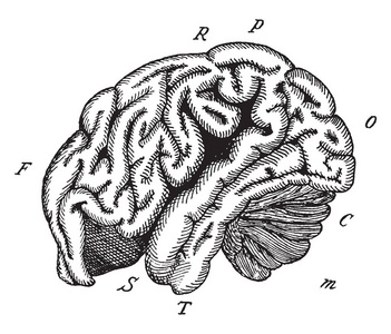 牛郎脑的轮廓，复古的线条画或雕刻插图。