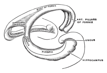 对称组成穹窿是一种配对结构,由两侧对称的半部分组成,由纵向定向纤维