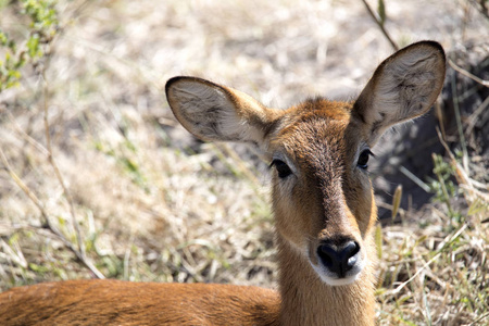 Impala Aepyceros Melampus Chobe国家公园博茨瓦纳肖像