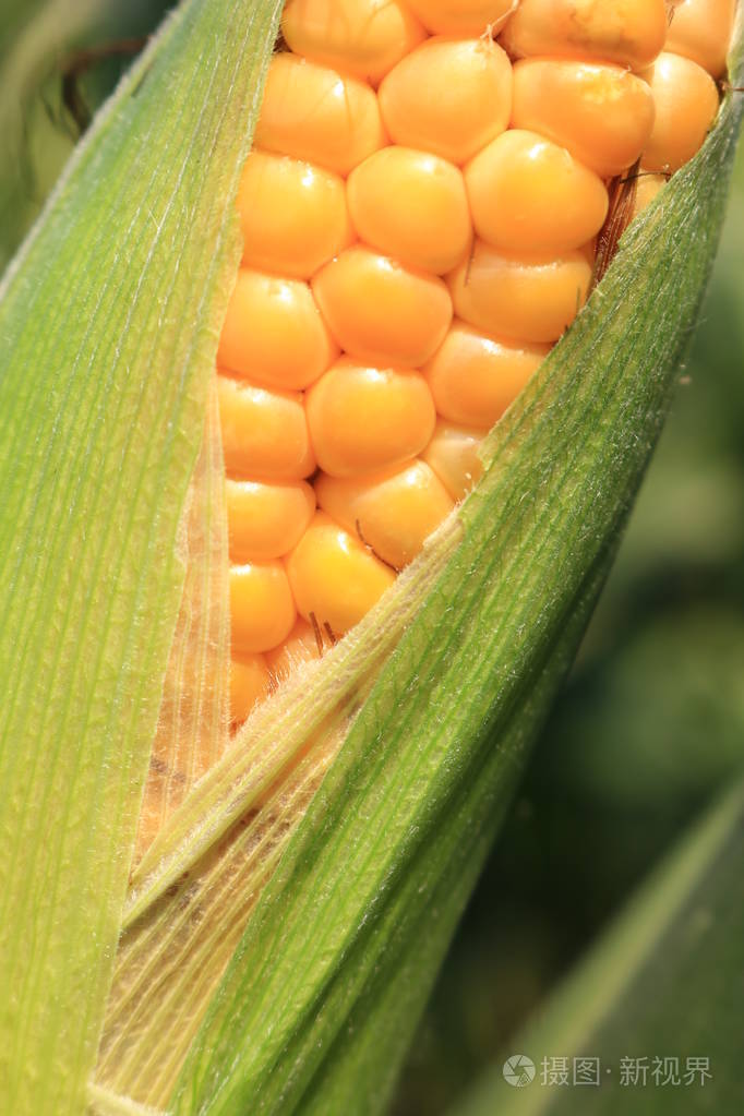 切片玉米的鸭子. 秋天田野的果实. 乌克兰西部的性质.