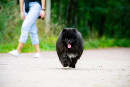 小狗波美拉尼亚斯皮茨与它的主人。 一只年轻精力充沛的狗正跑来跑去散步。 胡须肖像特写。 喜欢玩沙子背景。