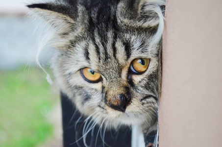 关上窗户边上的一只黑灰猫,盯着什么东西看照片