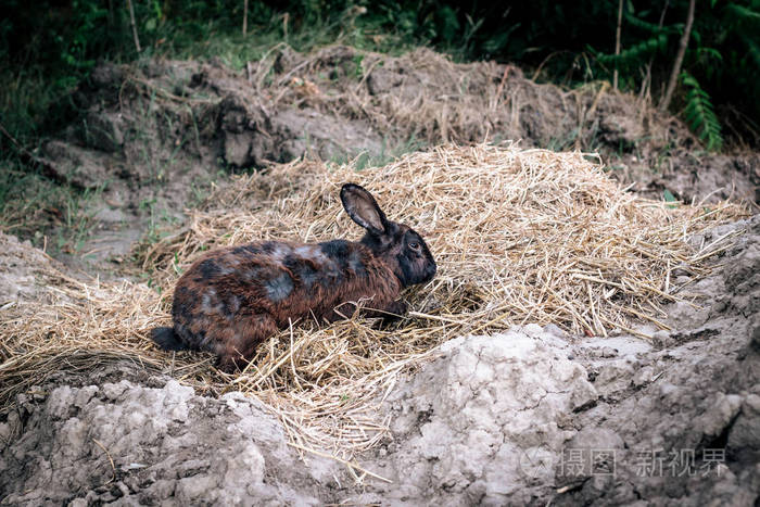 长耳朵的兔子在森林里大自然中行走