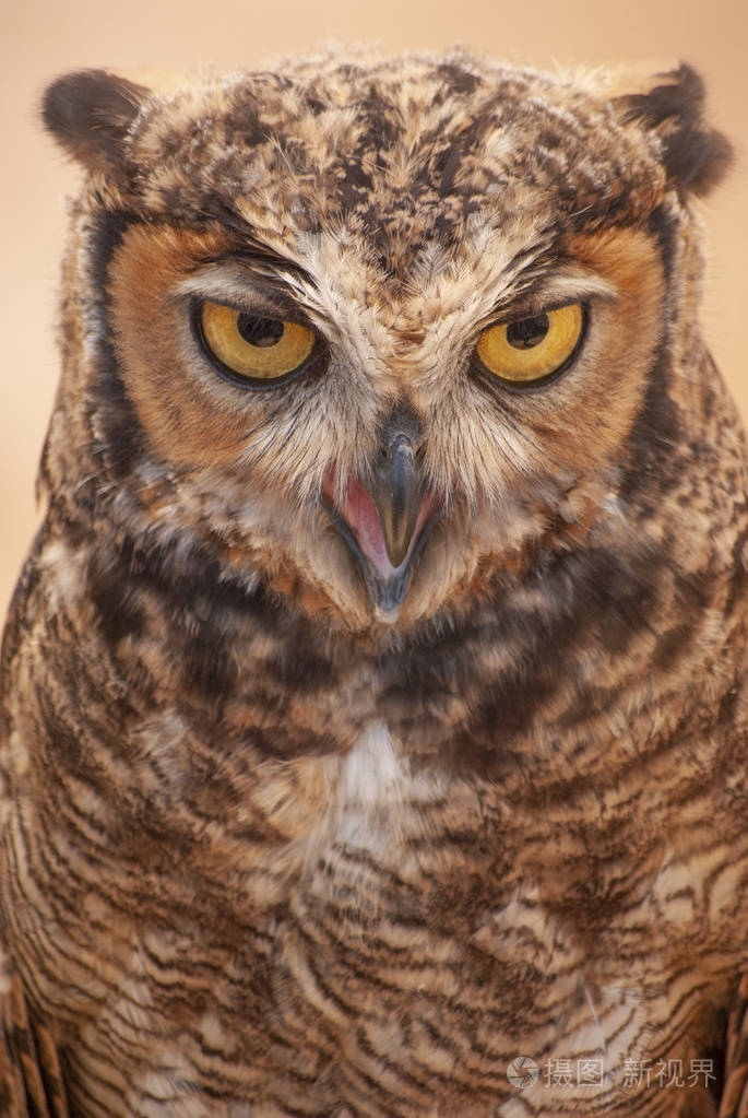 猫头鹰的脸靠近了. 夜行动物猎物鸟.