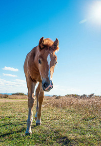 在一片干燥的草地上精心打扮的年轻马