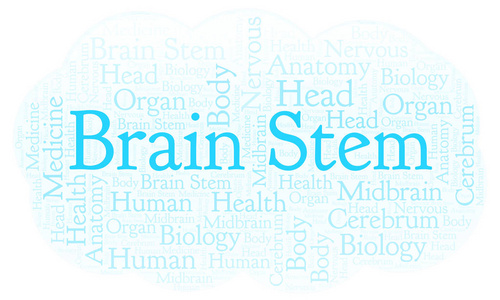 脑干词云。 WordCloud仅用文本制作。