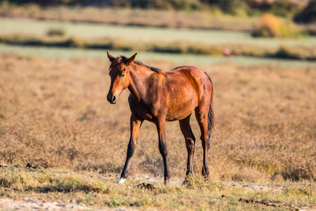 日落时分，在ElRocio村的多纳纳自然保护区，在多纳纳国家公园的干燥牧场上，纯种安达西班牙马