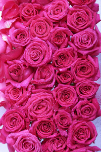 白色背景上隔离的美丽的粉红色玫瑰花束，特写