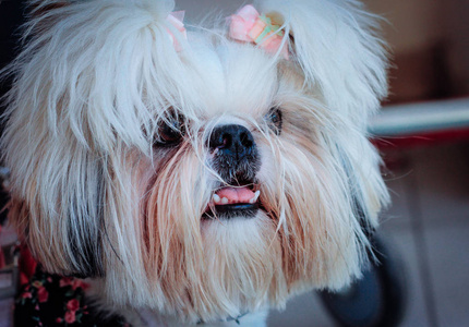 一只粉红色蝴蝶结的可爱小狗的肖像