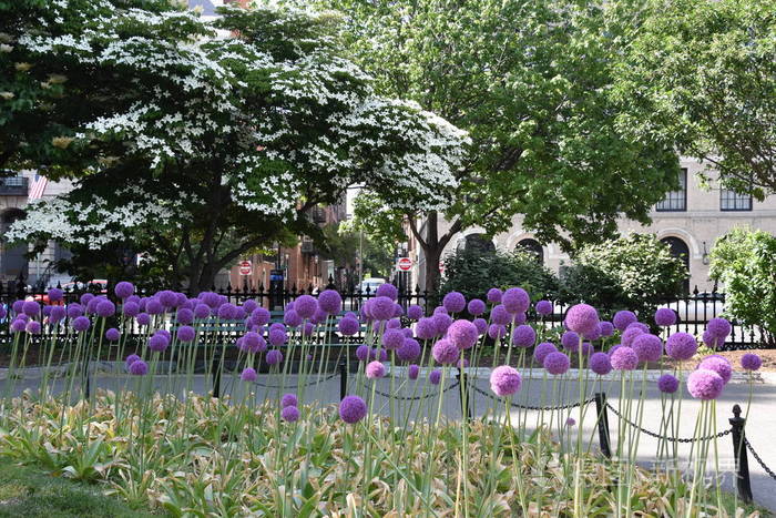 美丽的紫色百合花