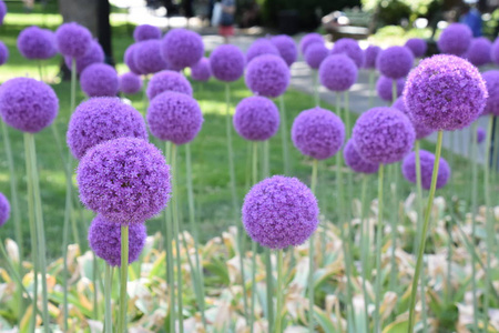 葱属植物的紫色的花图片-葱属植物的紫色的花素材-葱属植物的紫色的花