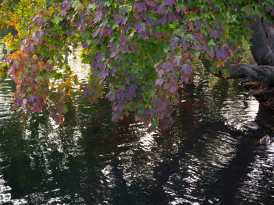 秋景枫叶树映在宁静的湖水中