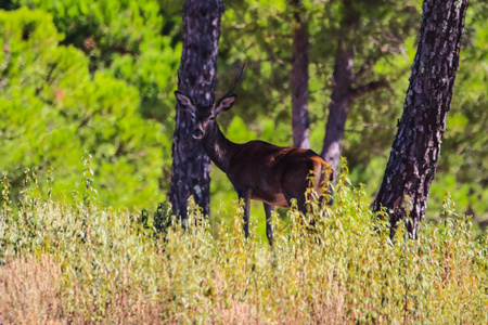西班牙安达鲁西亚胡尔瓦山鹿的甜美景观