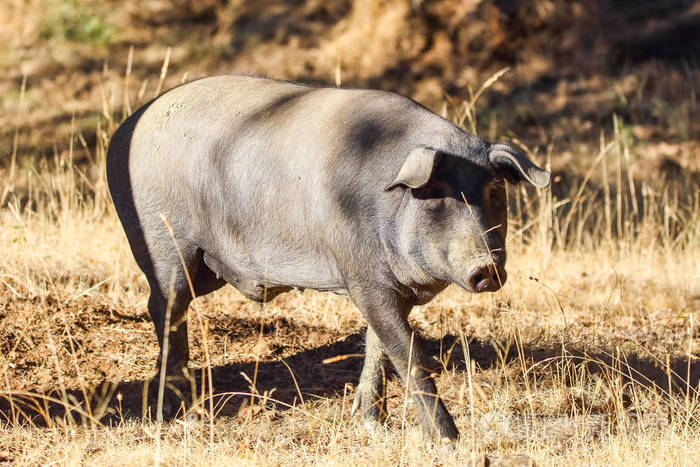 伊比利亚猪喂养橡子在胡尔瓦山在贾布戈胡尔瓦安拉鲁西亚西班牙