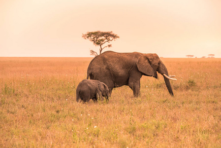 在日落时，父母的非洲象和他的小象在塞伦盖蒂的大草原上。 坦桑尼亚塞伦盖蒂国家公园平原上的相思树。 非洲野生动物狩猎之旅。