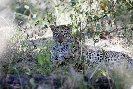 在南非豹的本性中，潘特拉帕杜斯短里奇是博茨瓦纳莫雷米国家公园的伟大之处。