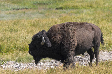 怀俄明州黄石国家公园野牛