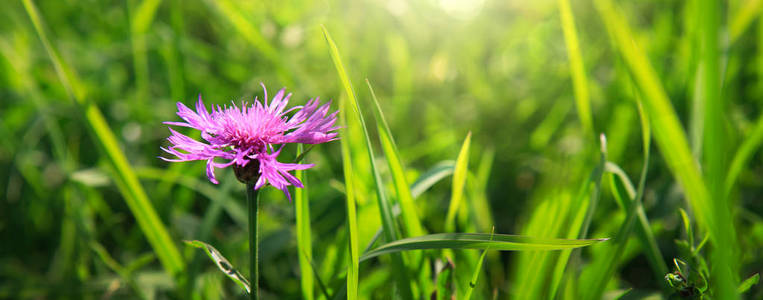 在模糊背景下的草地上的粉红色矢车菊
