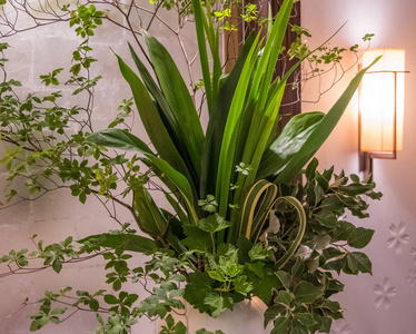 花瓶里的装饰植物